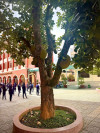 NẮNG SÂN TRƯỜNG